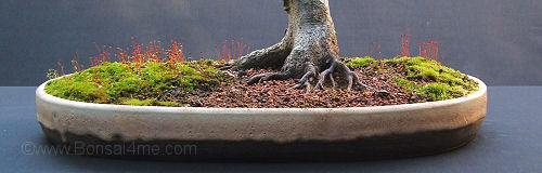 Fagus sylvatica/European Beech Bonsai nebari